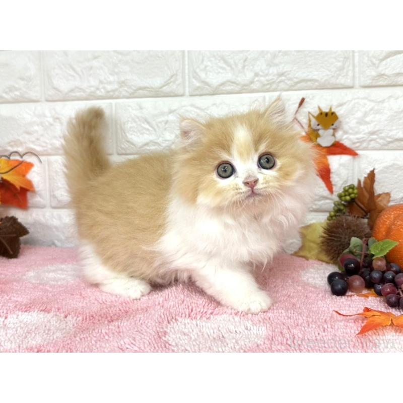 販売中の埼玉県のミヌエット-128014の4枚目