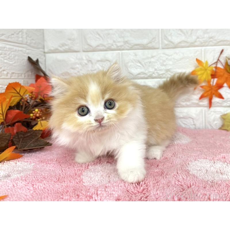 販売中の埼玉県のミヌエット-128014の3枚目