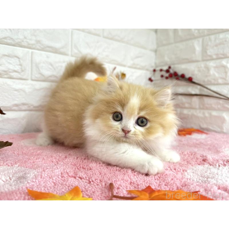 販売中の埼玉県のミヌエット-128014の2枚目