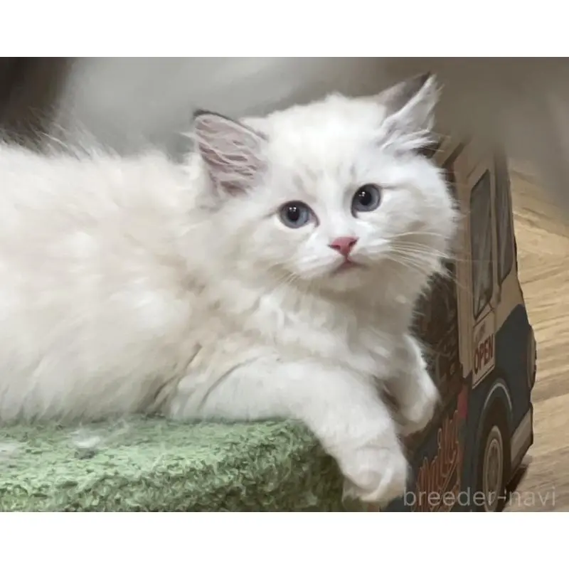販売中の山梨県のラグドール-129484の5枚目