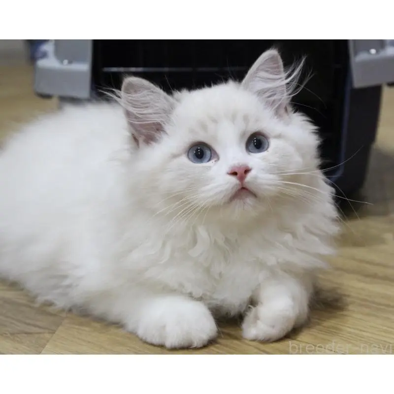 販売中の山梨県のラグドール-129484の4枚目