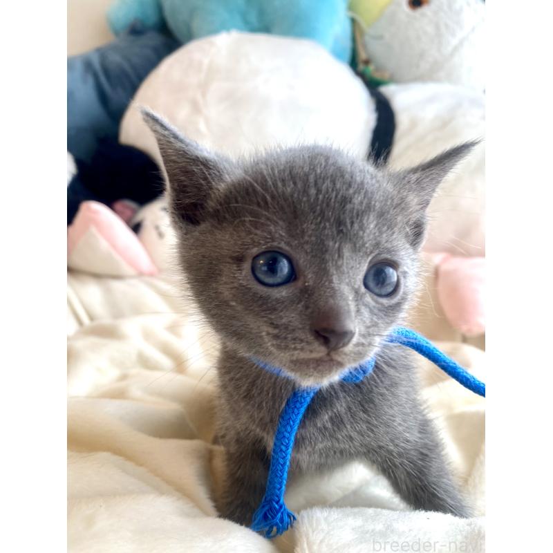 成約済の東京都のロシアンブルー-128448の8枚目