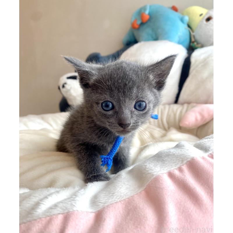 成約済の東京都のロシアンブルー-128448の7枚目