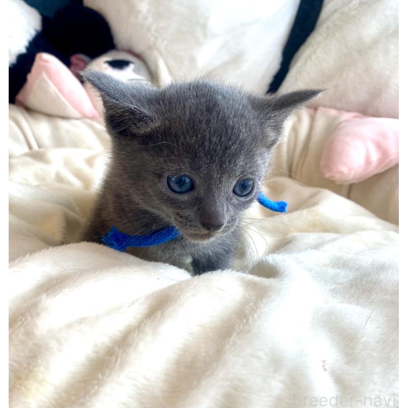 成約済の東京都のロシアンブルー-128448の6枚目