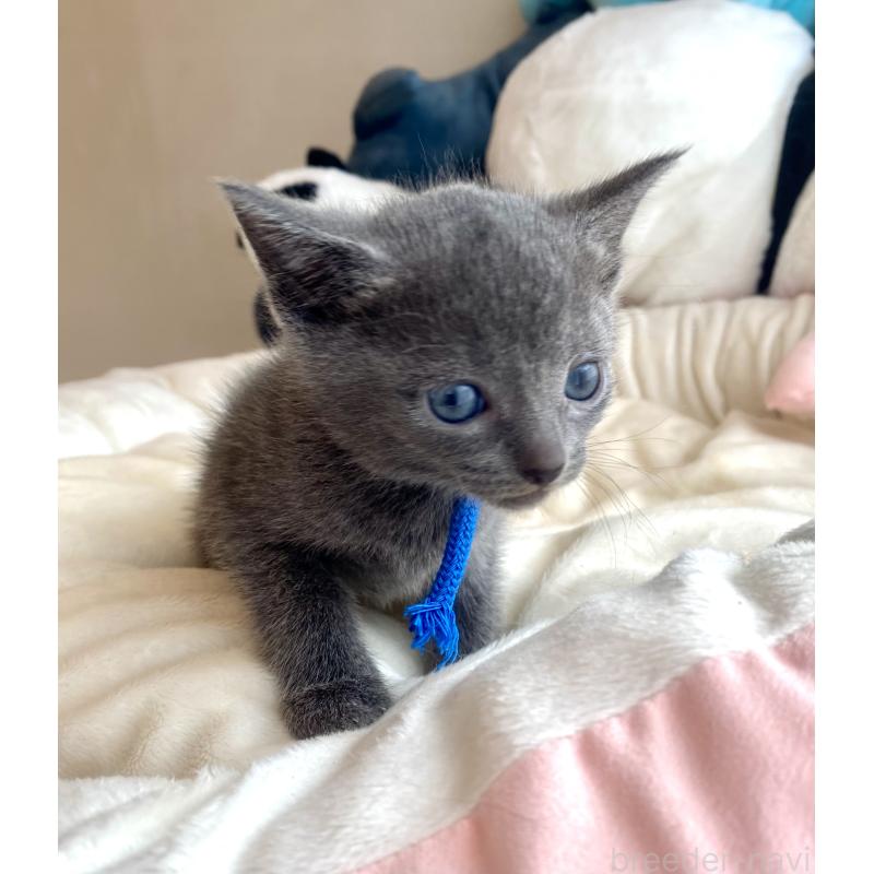 成約済の東京都のロシアンブルー-128448の5枚目