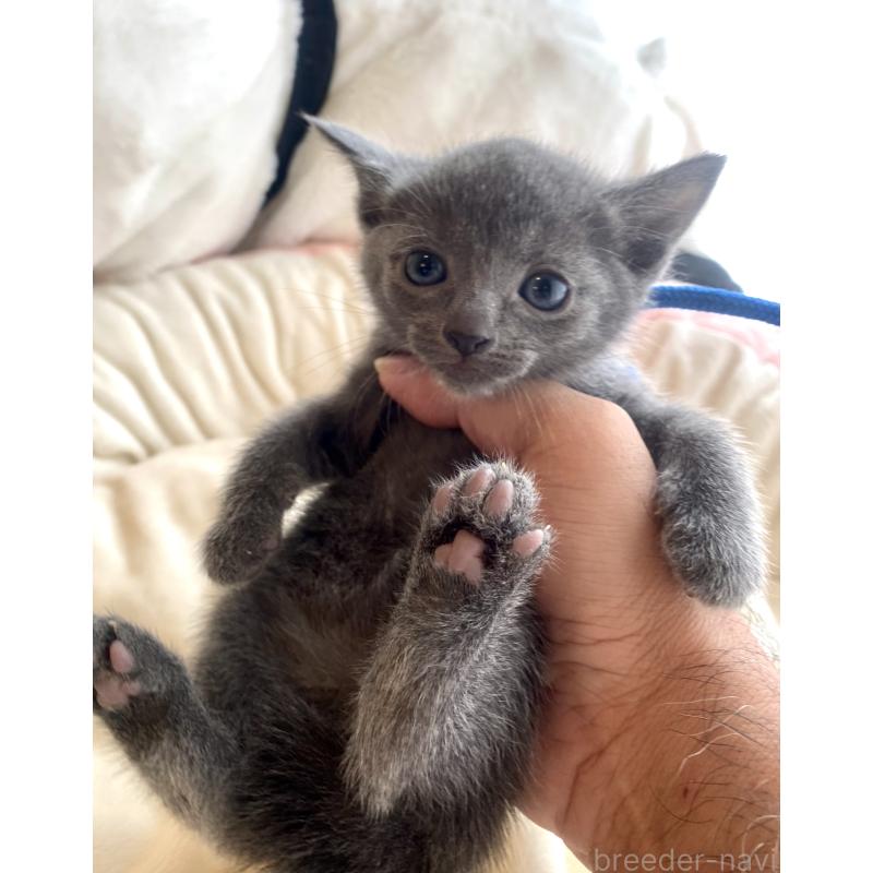 成約済の東京都のロシアンブルー-128448の4枚目