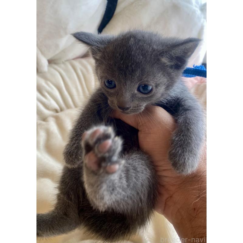 成約済の東京都のロシアンブルー-128448の3枚目