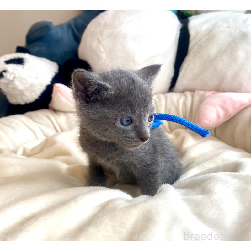 成約済の東京都のロシアンブルー-128448の2枚目