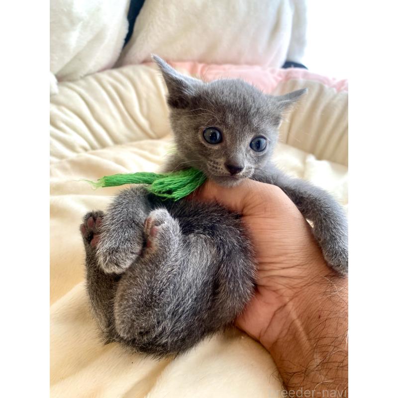 成約済の東京都のロシアンブルー-128446の16枚目