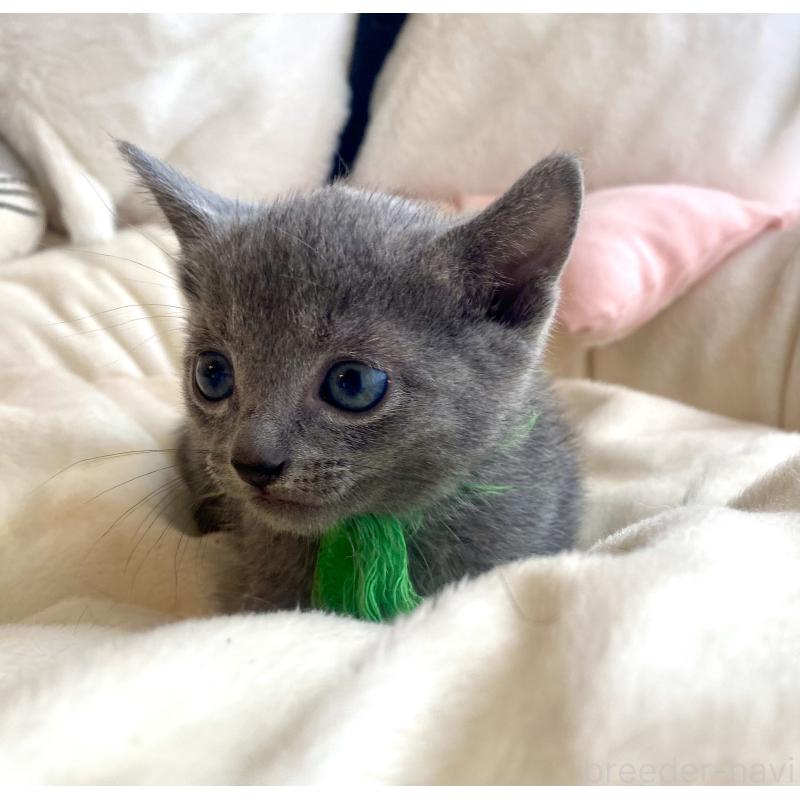 成約済の東京都のロシアンブルー-128446の15枚目