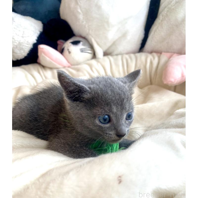 成約済の東京都のロシアンブルー-128446の14枚目