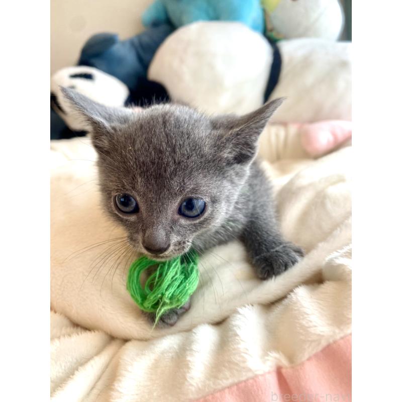 成約済の東京都のロシアンブルー-128446の13枚目