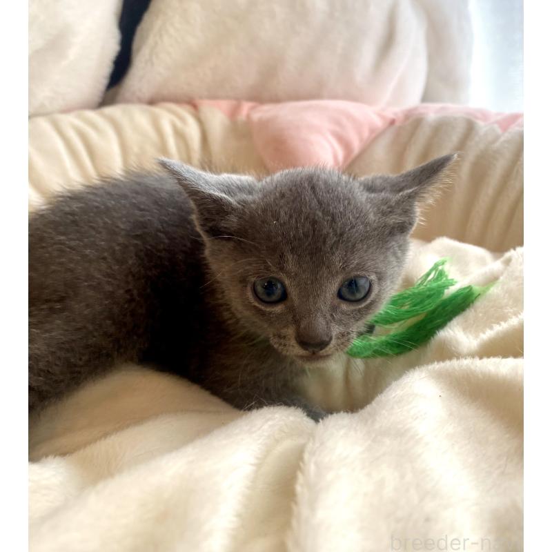 成約済の東京都のロシアンブルー-128446の12枚目