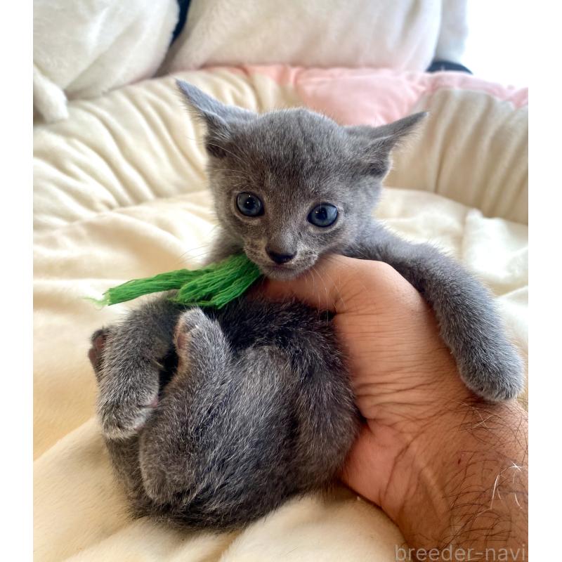 成約済の東京都のロシアンブルー-128446の11枚目