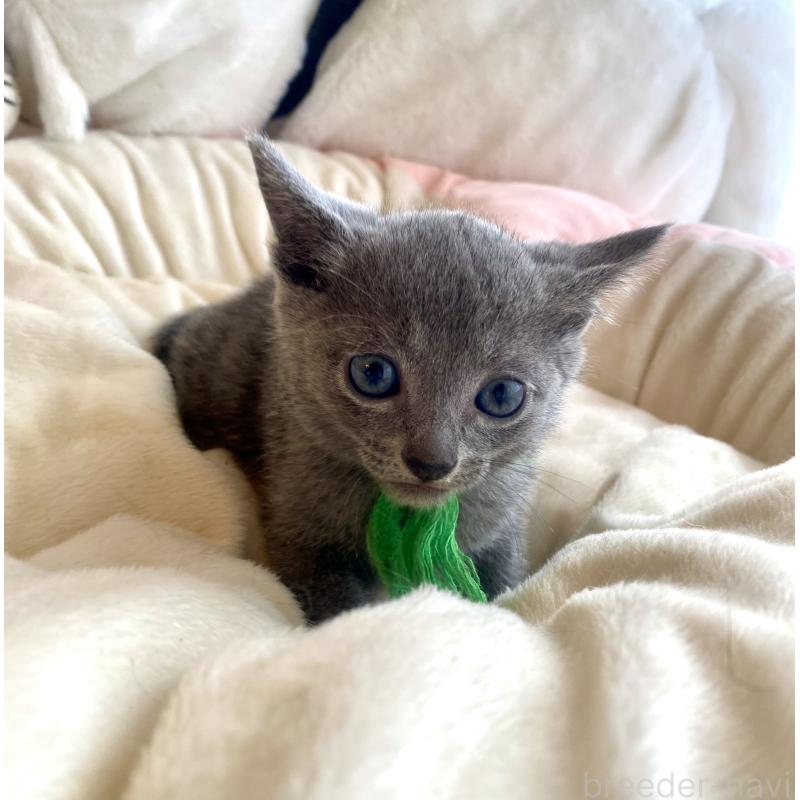 成約済の東京都のロシアンブルー-128446の10枚目