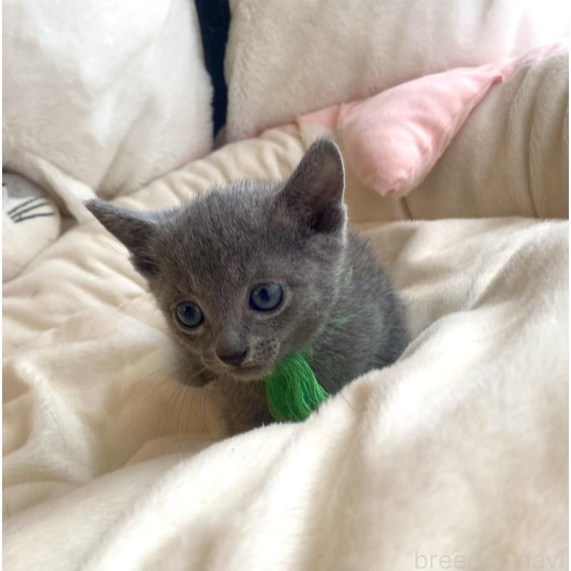 成約済の東京都のロシアンブルー-128446の9枚目