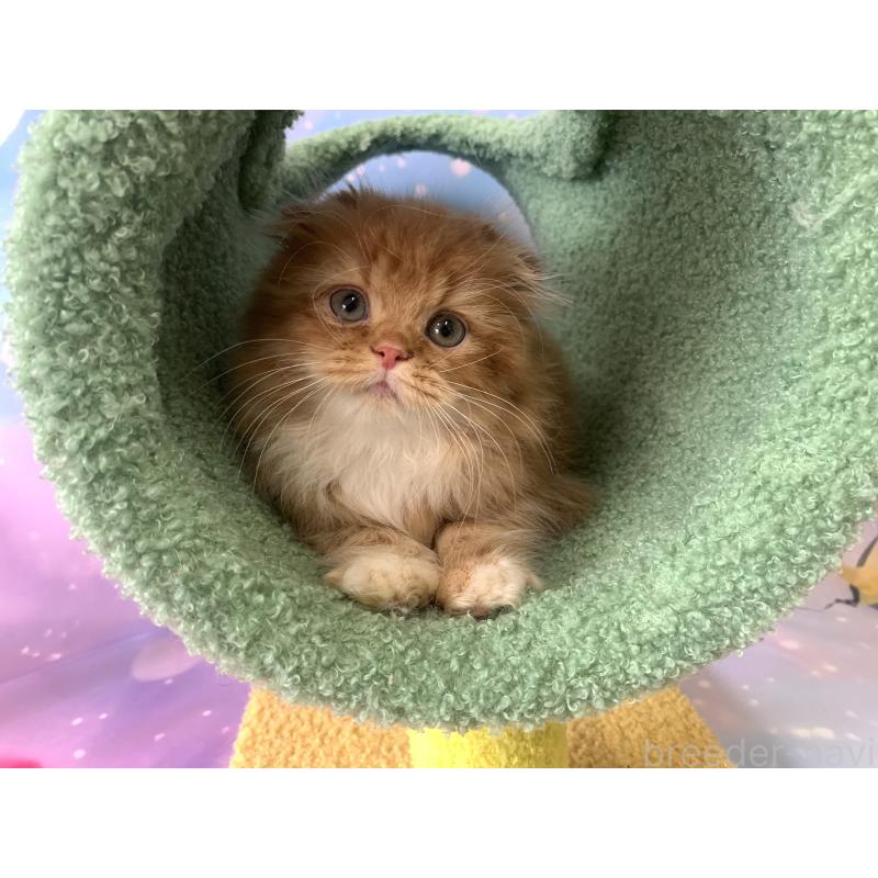 成約済の大阪府のスコティッシュフォールド(折れ耳)-127185の2枚目