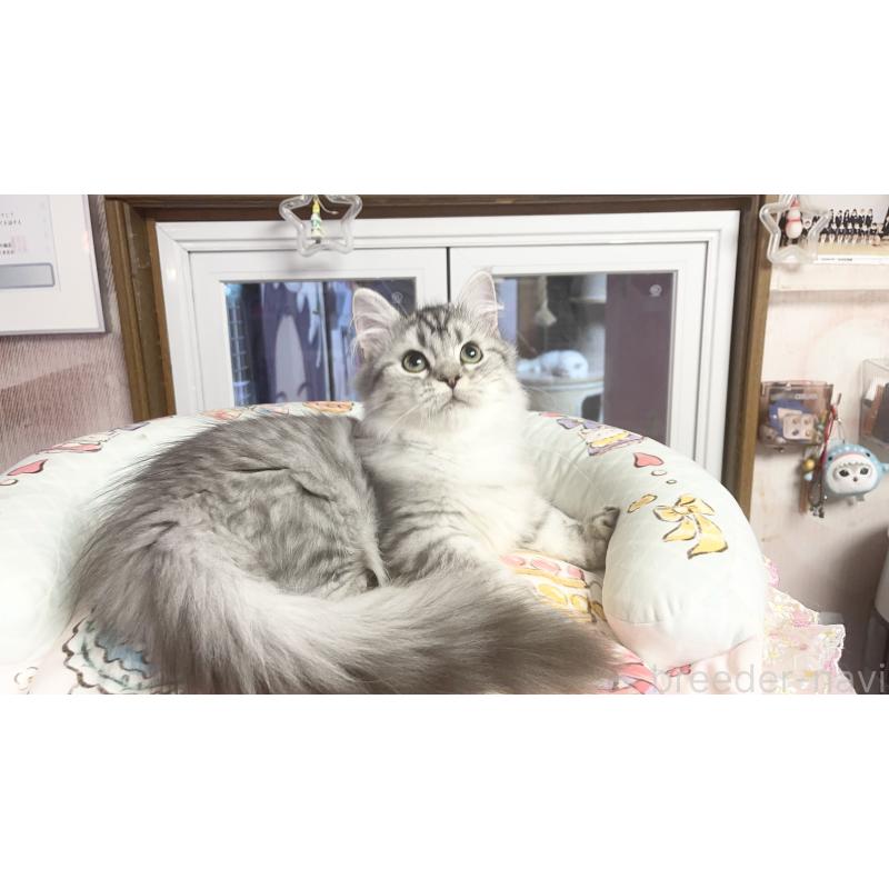 販売中の千葉県のミヌエット(短足)-123292の5枚目