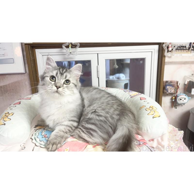 販売中の千葉県のミヌエット(短足)-123292の4枚目