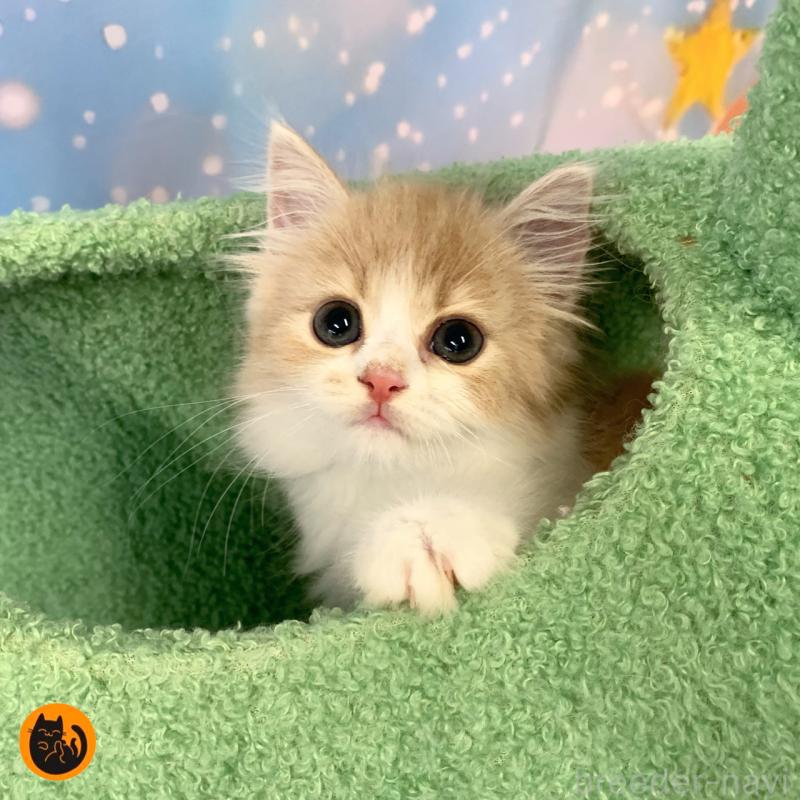 販売中の大阪府のスコティッシュフォールド-127513