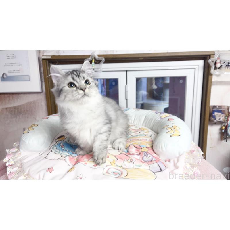 販売中の千葉県のミヌエット(短足)-123292の2枚目