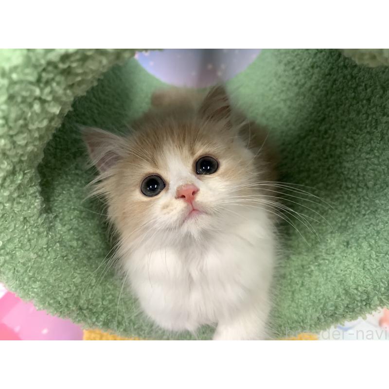 販売中の大阪府のスコティッシュフォールド-127513の3枚目