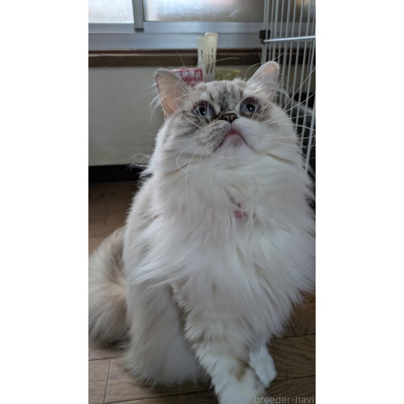 販売中の大阪府のミヌエット-81309の7枚目