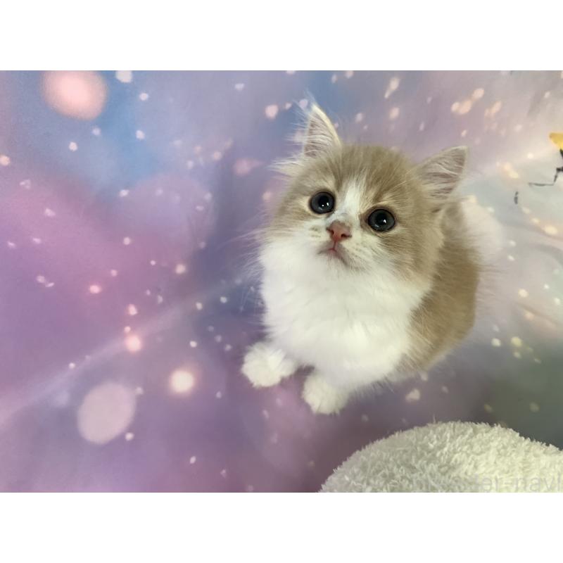 販売中の大阪府のスコティッシュフォールド-127513の2枚目