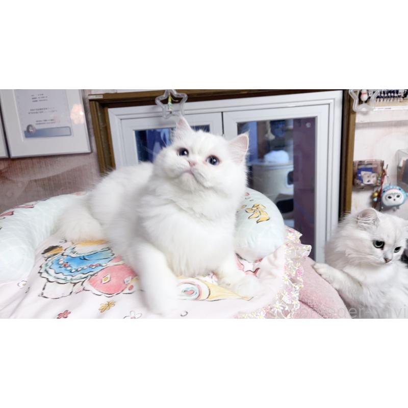 laimiちゃん1枚目