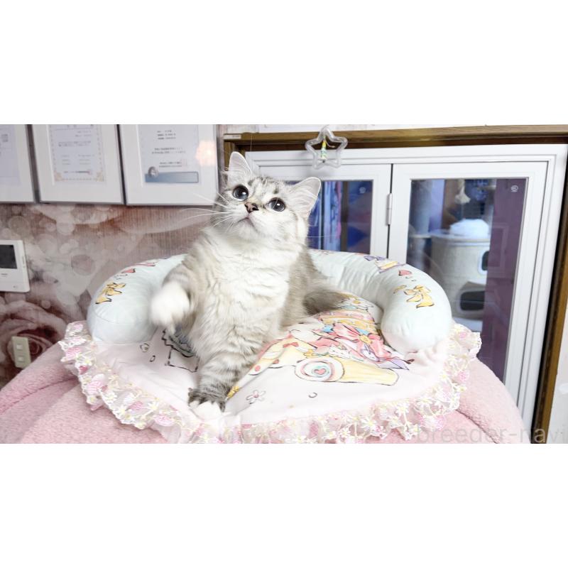 ぷぷちゃん1枚目