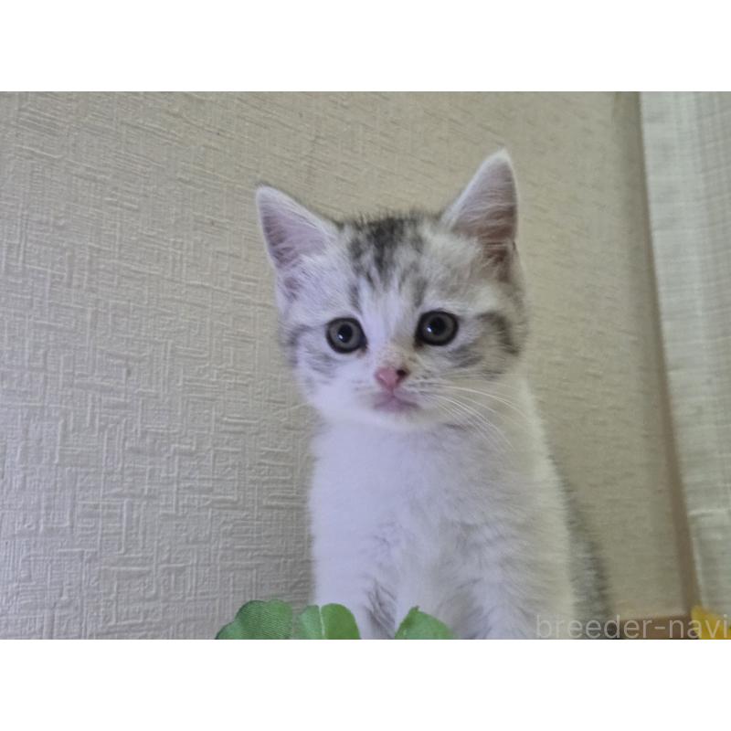 販売中の広島県のスコティッシュフォールド-128760の73枚目