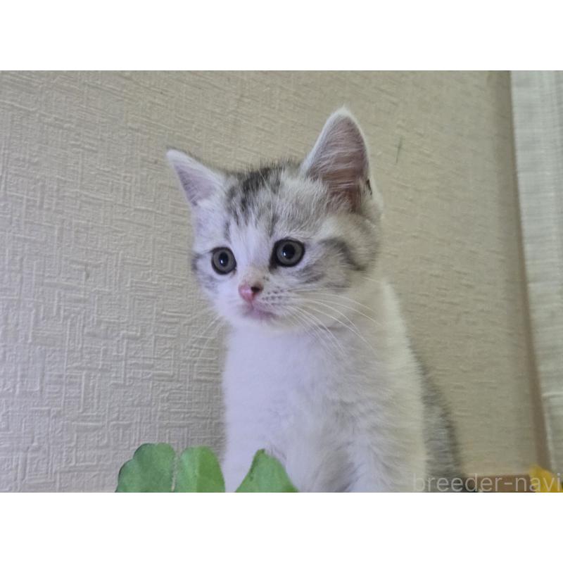 販売中の広島県のスコティッシュフォールド-128760の72枚目