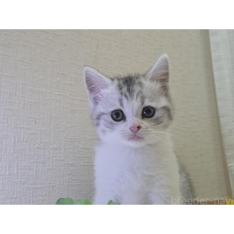 販売中の広島県のスコティッシュフォールド-128760の71枚目