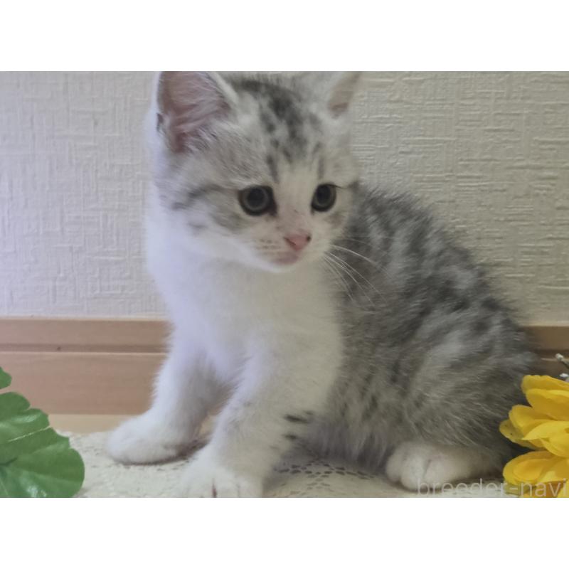 販売中の広島県のスコティッシュフォールド-128760の70枚目