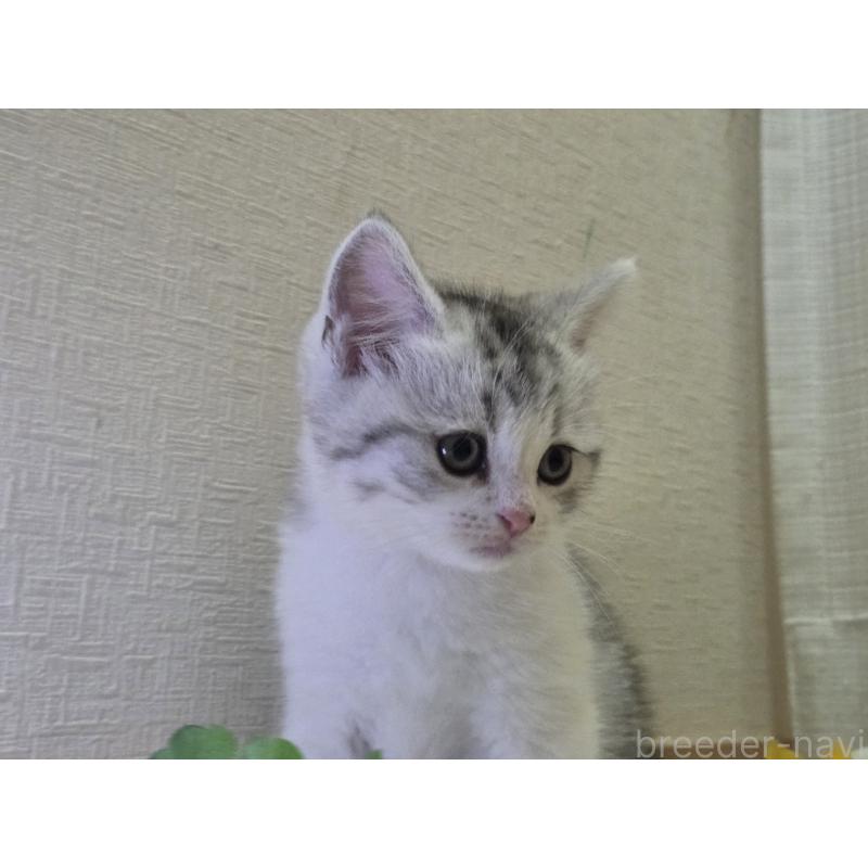 販売中の広島県のスコティッシュフォールド-128760の68枚目