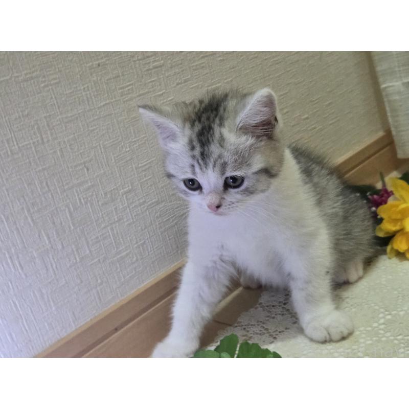 販売中の広島県のスコティッシュフォールド-128760の67枚目