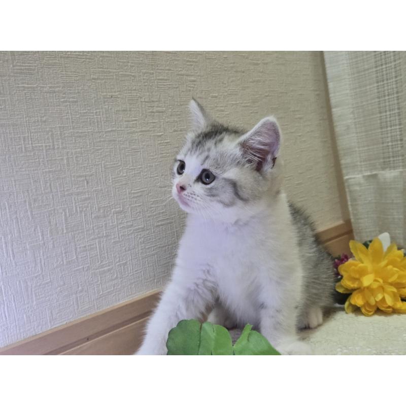 販売中の広島県のスコティッシュフォールド-128760の65枚目