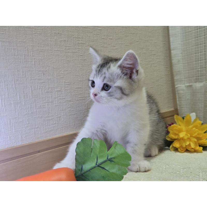 販売中の広島県のスコティッシュフォールド-128760の64枚目