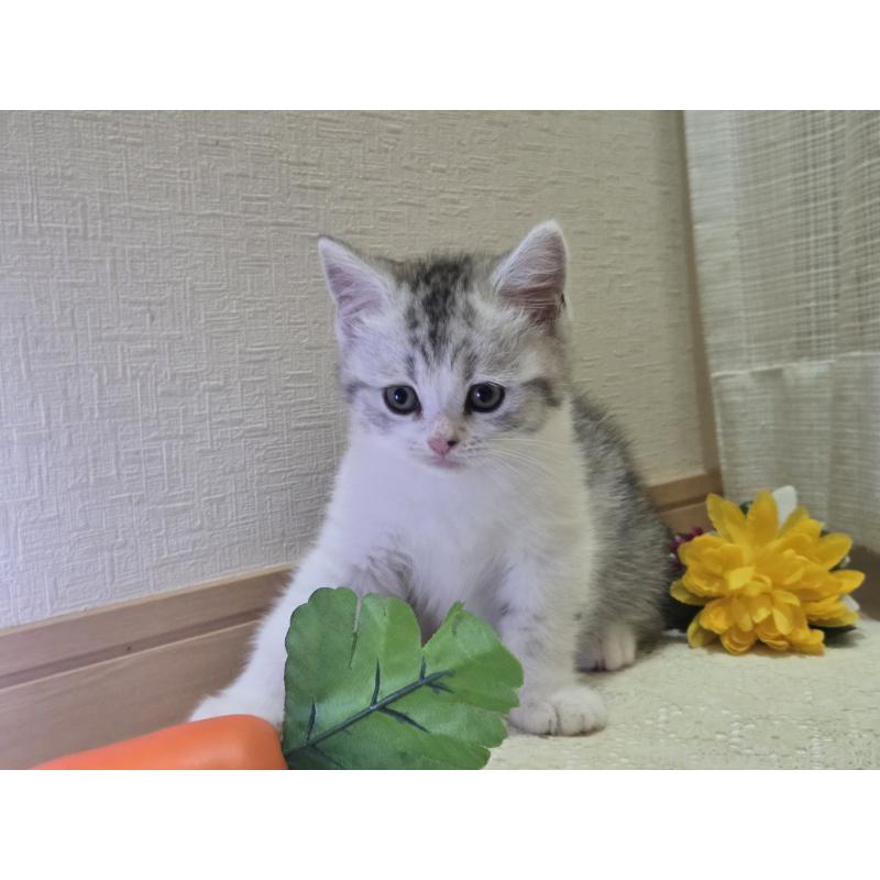 販売中の広島県のスコティッシュフォールド-128760の63枚目