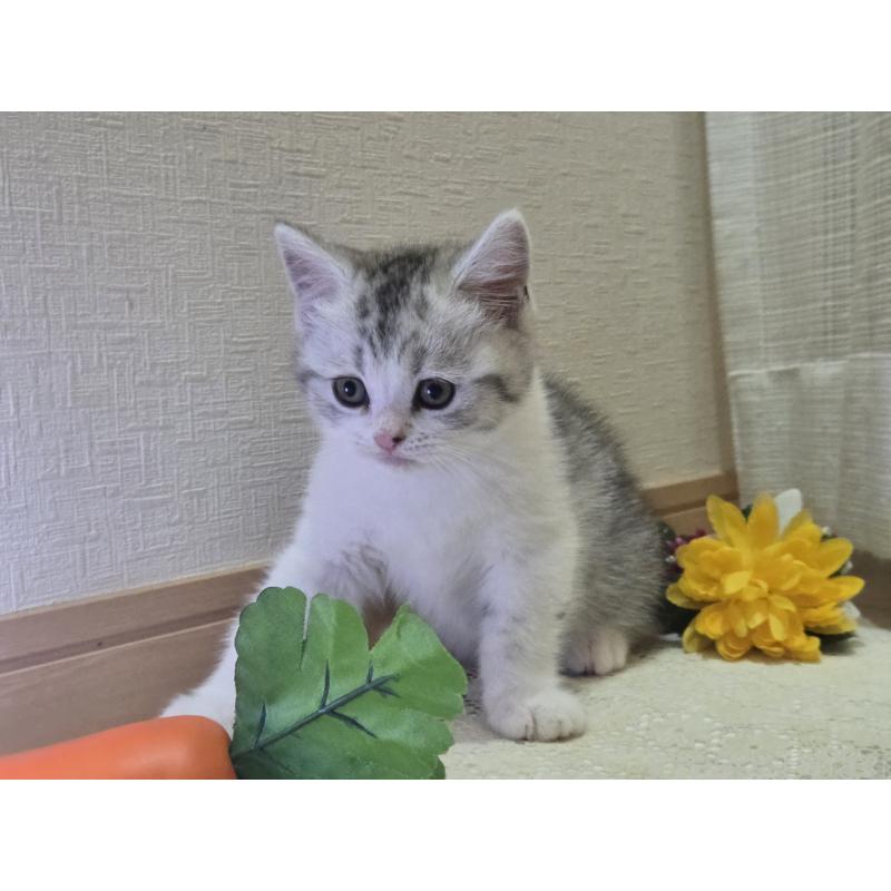 販売中の広島県のスコティッシュフォールド-128760の62枚目