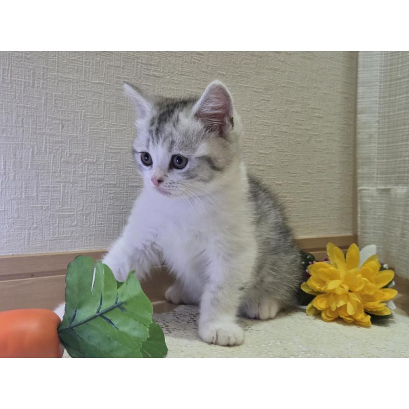 販売中の広島県のスコティッシュフォールド-128760の61枚目