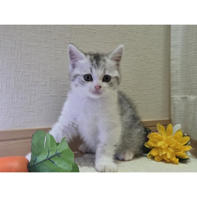 販売中の広島県のスコティッシュフォールド-128760の60枚目