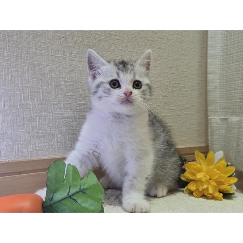 販売中の広島県のスコティッシュフォールド-128760の59枚目