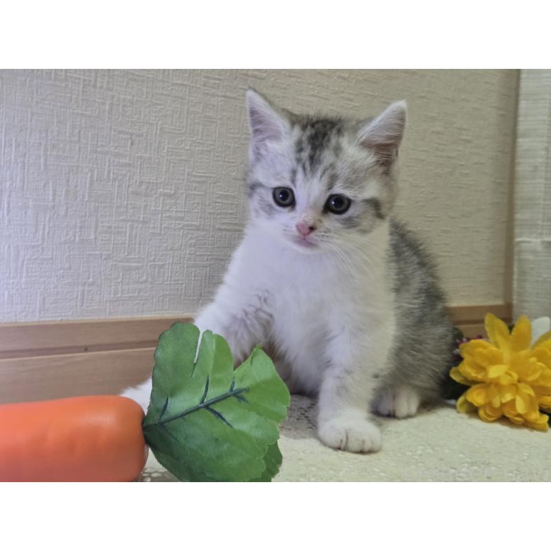 販売中の広島県のスコティッシュフォールド-128760の58枚目