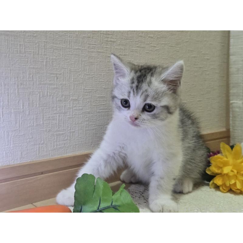 販売中の広島県のスコティッシュフォールド-128760の57枚目