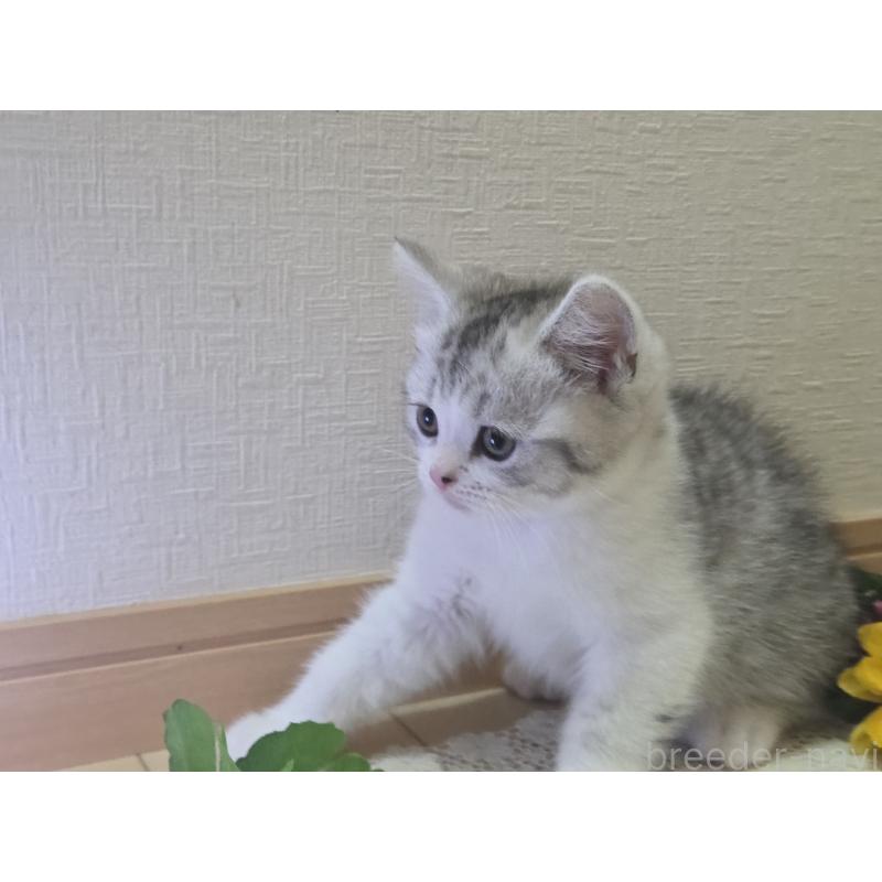 販売中の広島県のスコティッシュフォールド-128760の55枚目