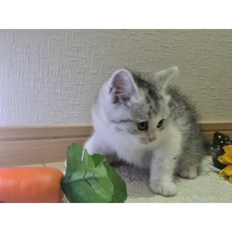 販売中の広島県のスコティッシュフォールド-128760の54枚目