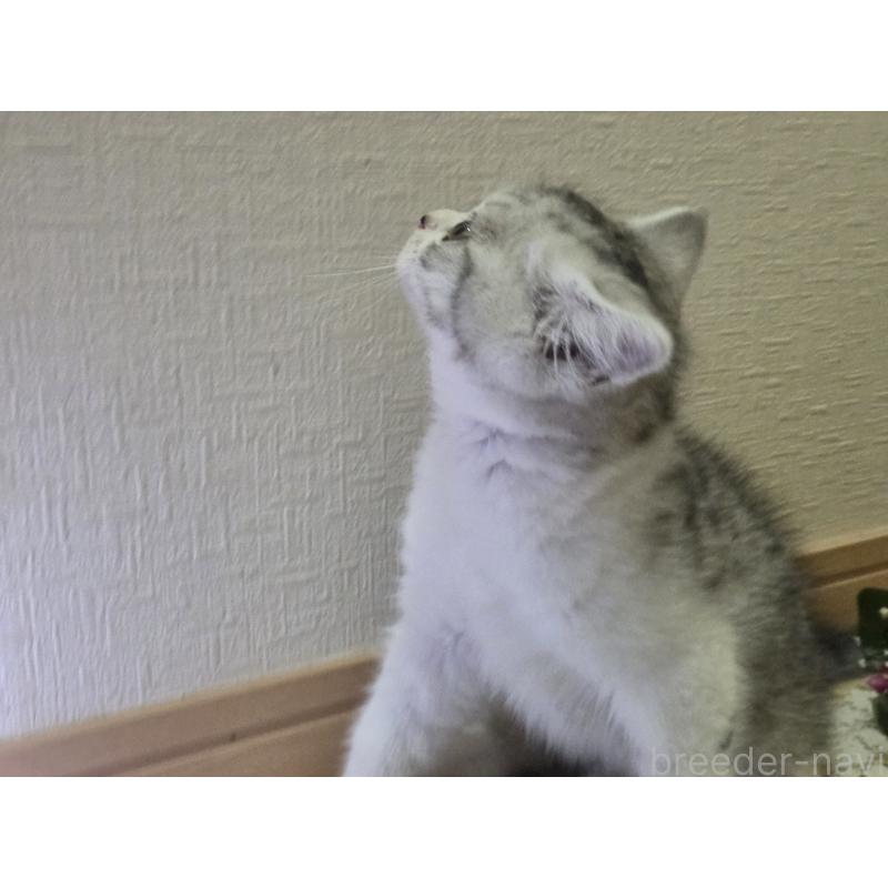 販売中の広島県のスコティッシュフォールド-128760の53枚目