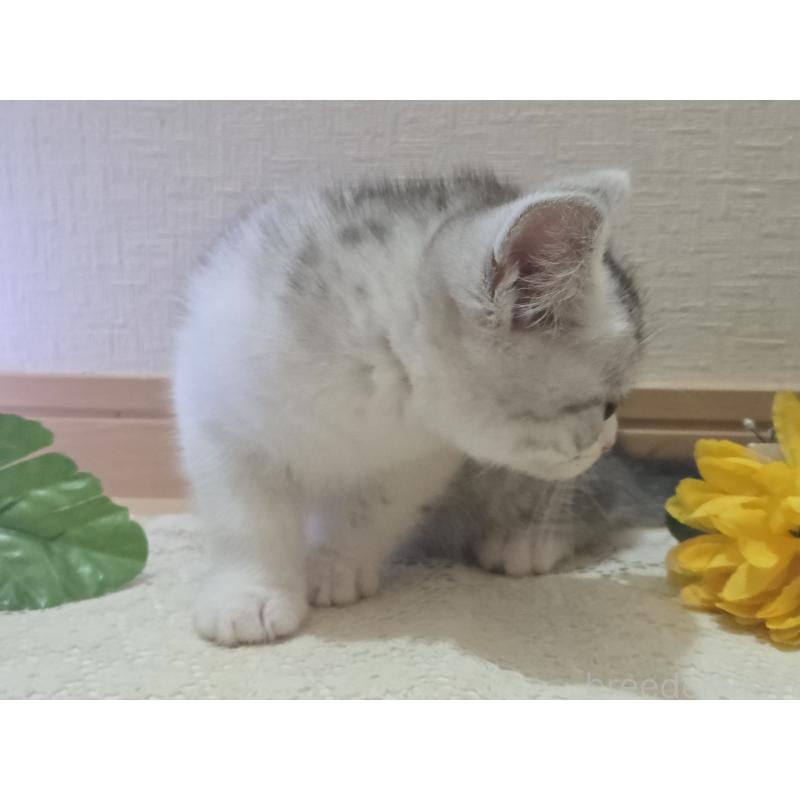 販売中の広島県のスコティッシュフォールド-128760の52枚目