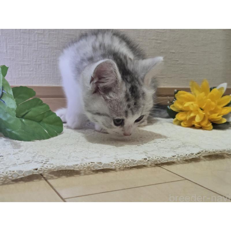 販売中の広島県のスコティッシュフォールド-128760の51枚目